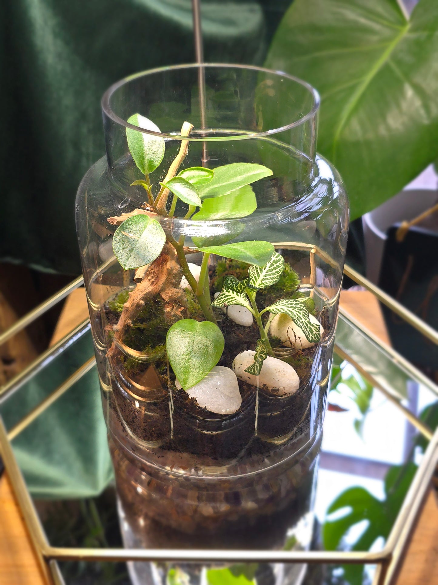 Terrarium with drift wood & stones.