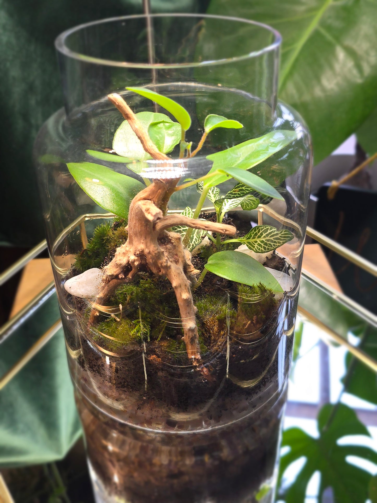 Terrarium with drift wood & stones.