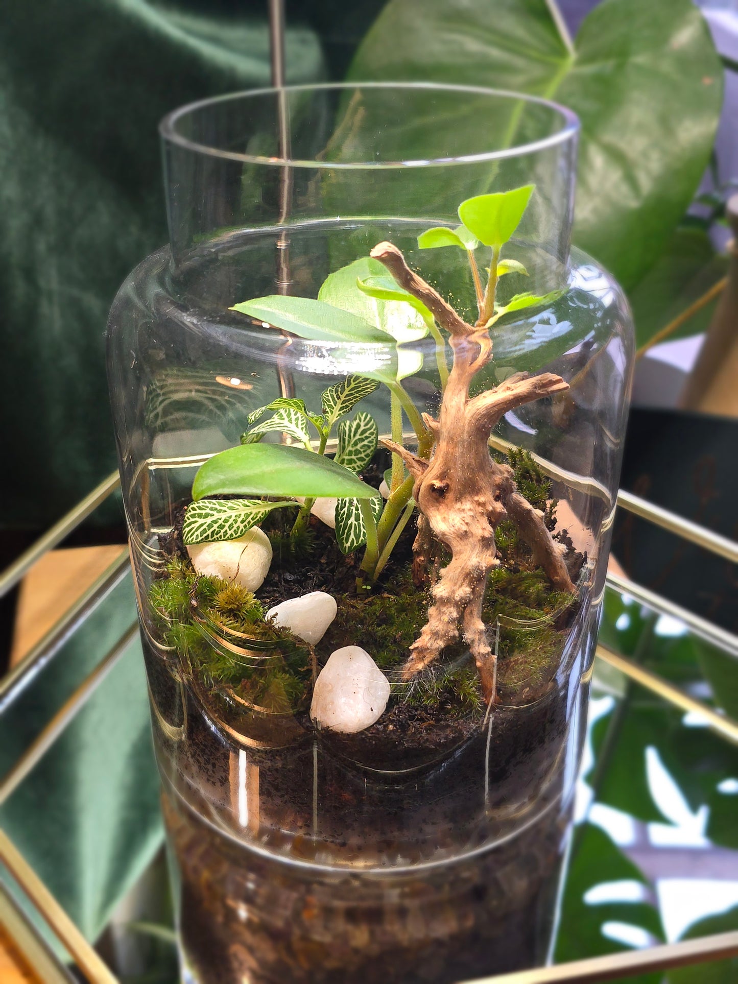 Terrarium with drift wood & stones.