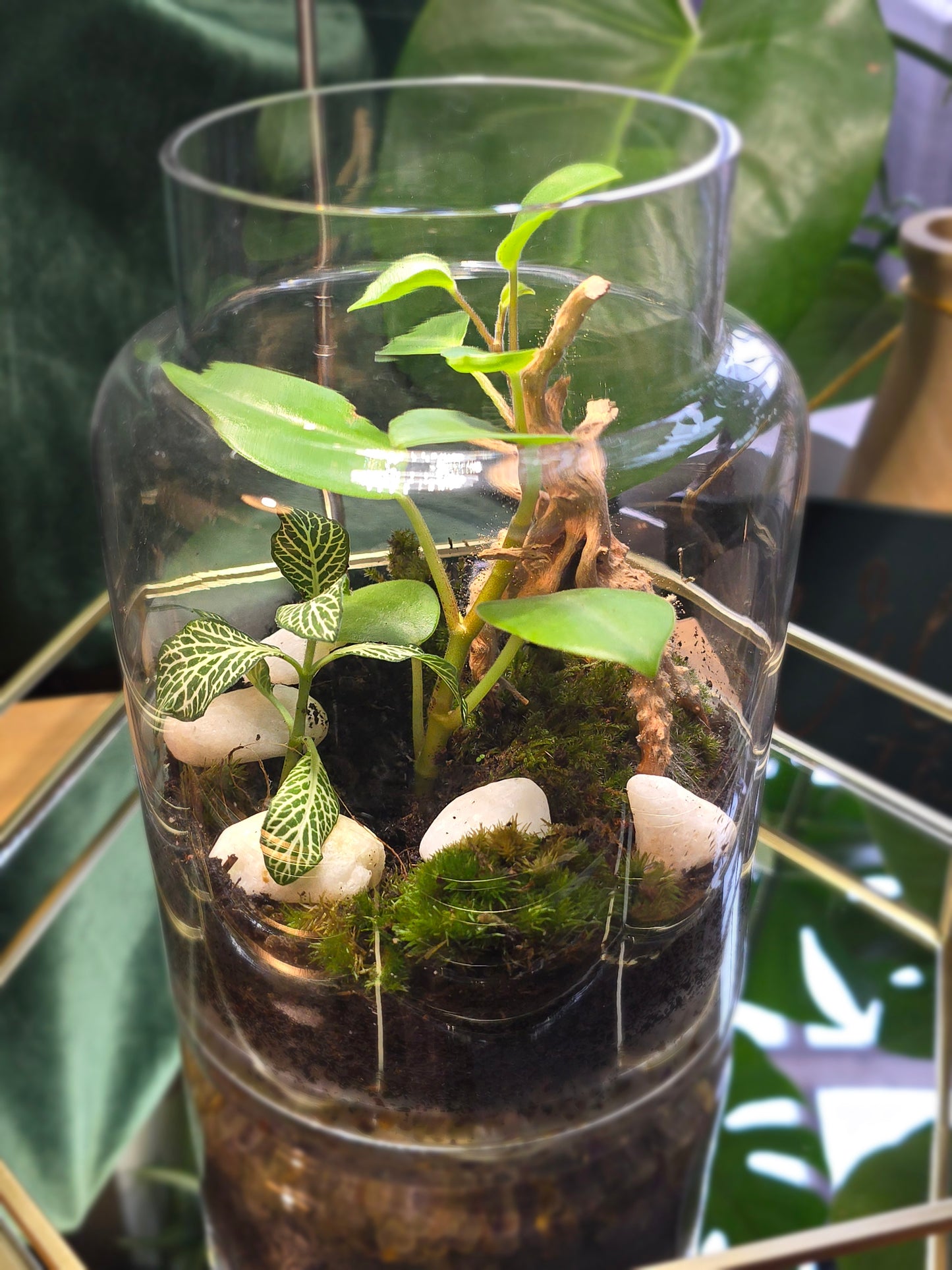 Terrarium with drift wood & stones.