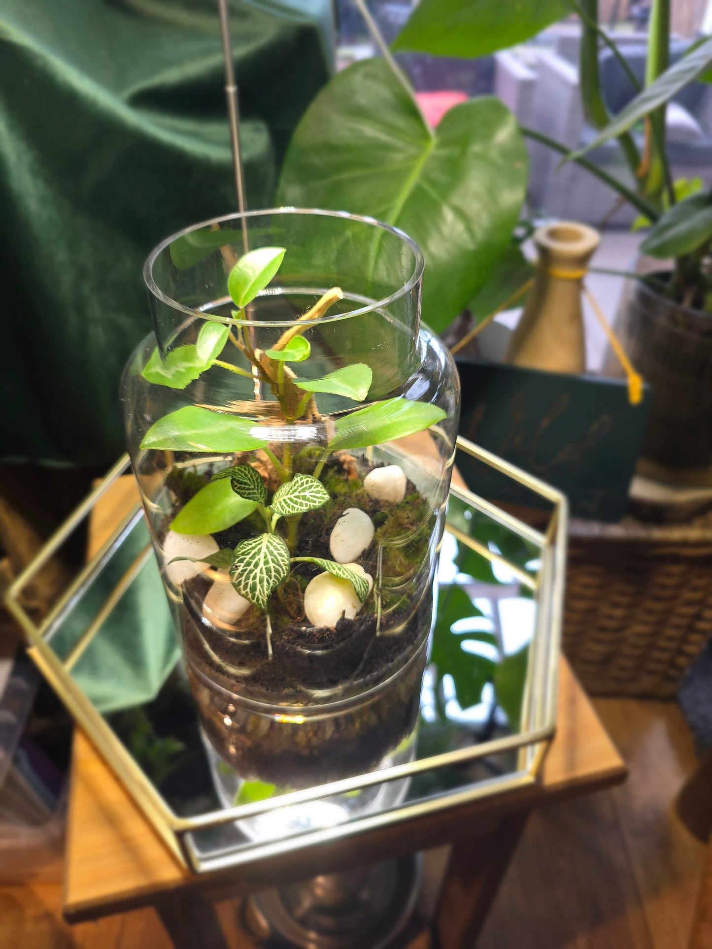 Terrarium with drift wood & stones.