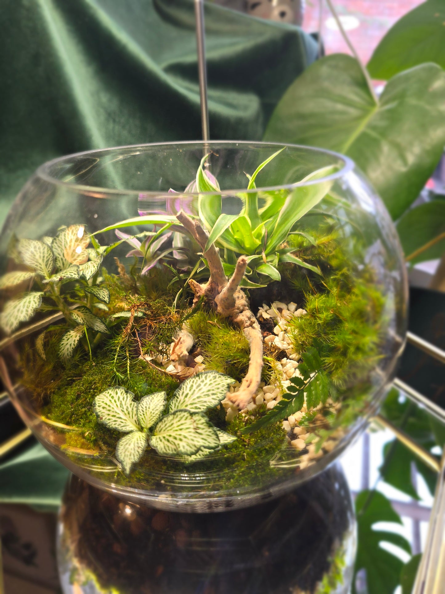 Fish Bowl Terrarium