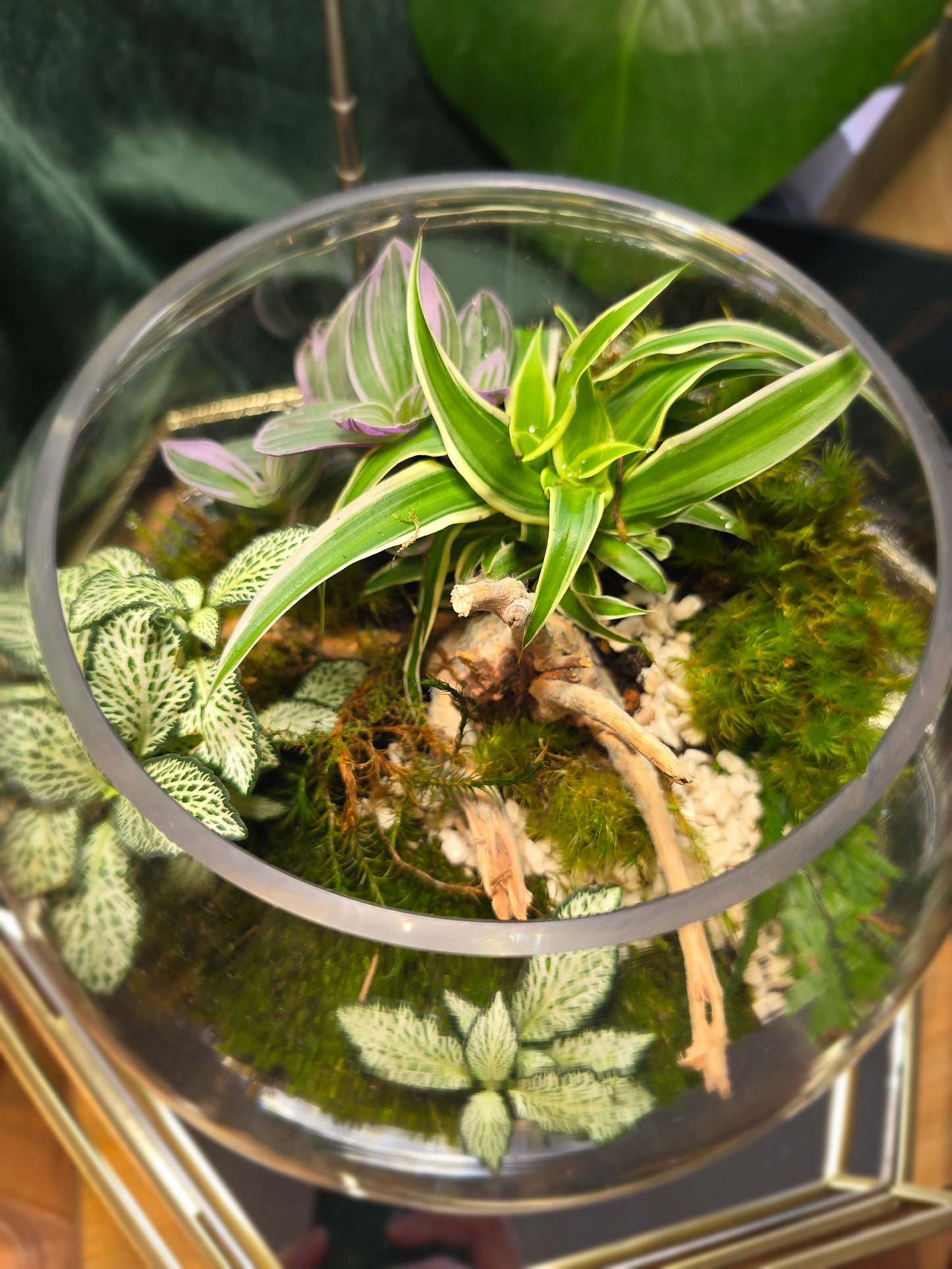 Fish Bowl Terrarium