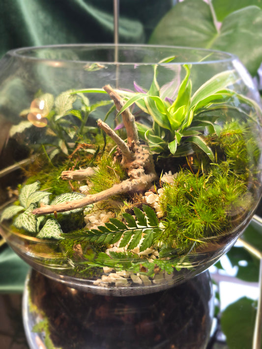 Fish Bowl Terrarium