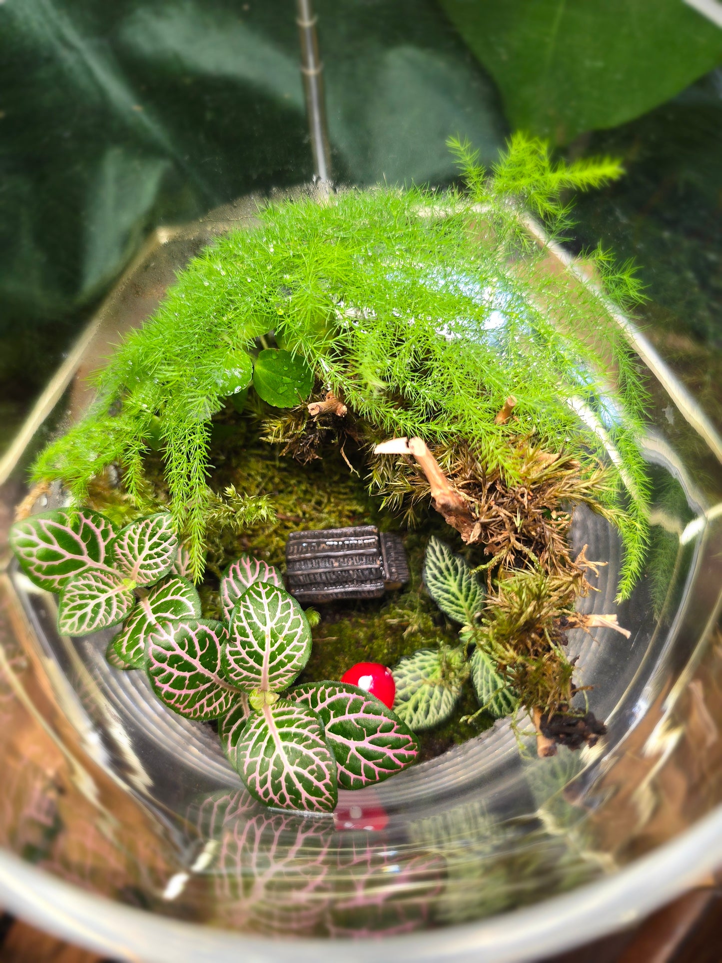 Large Round Terrarium