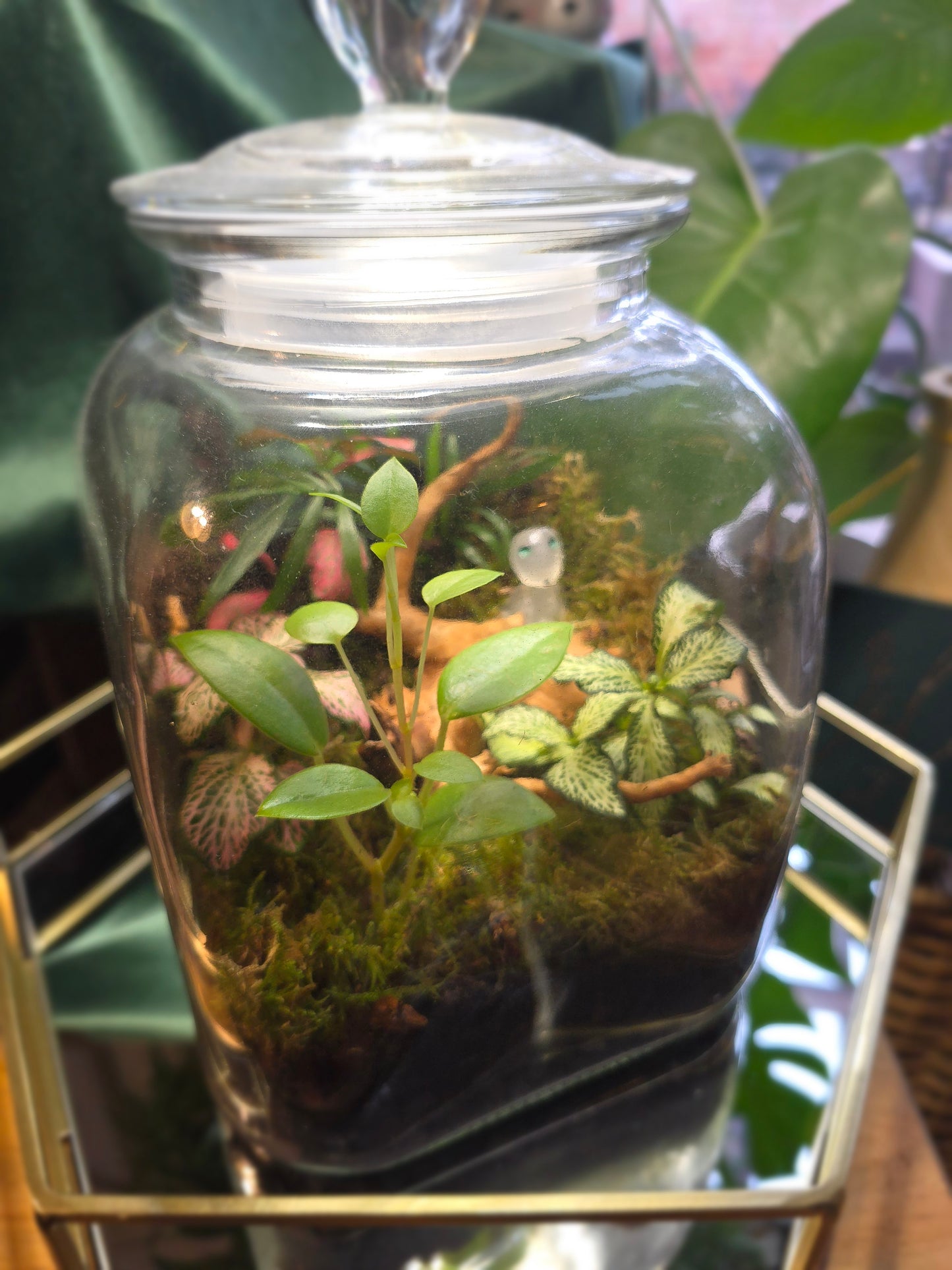 Cookie Jar Terrarium