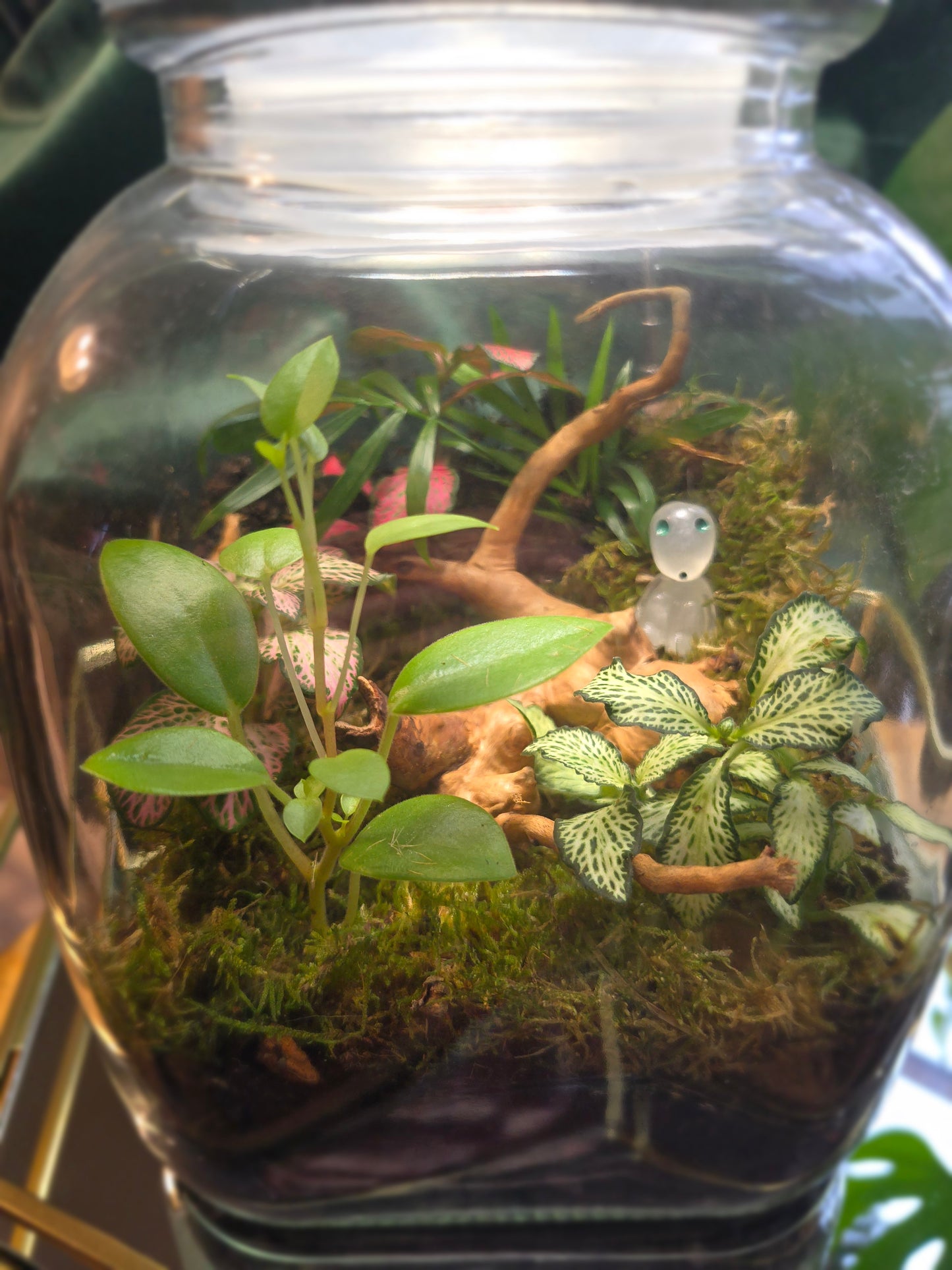 Cookie Jar Terrarium