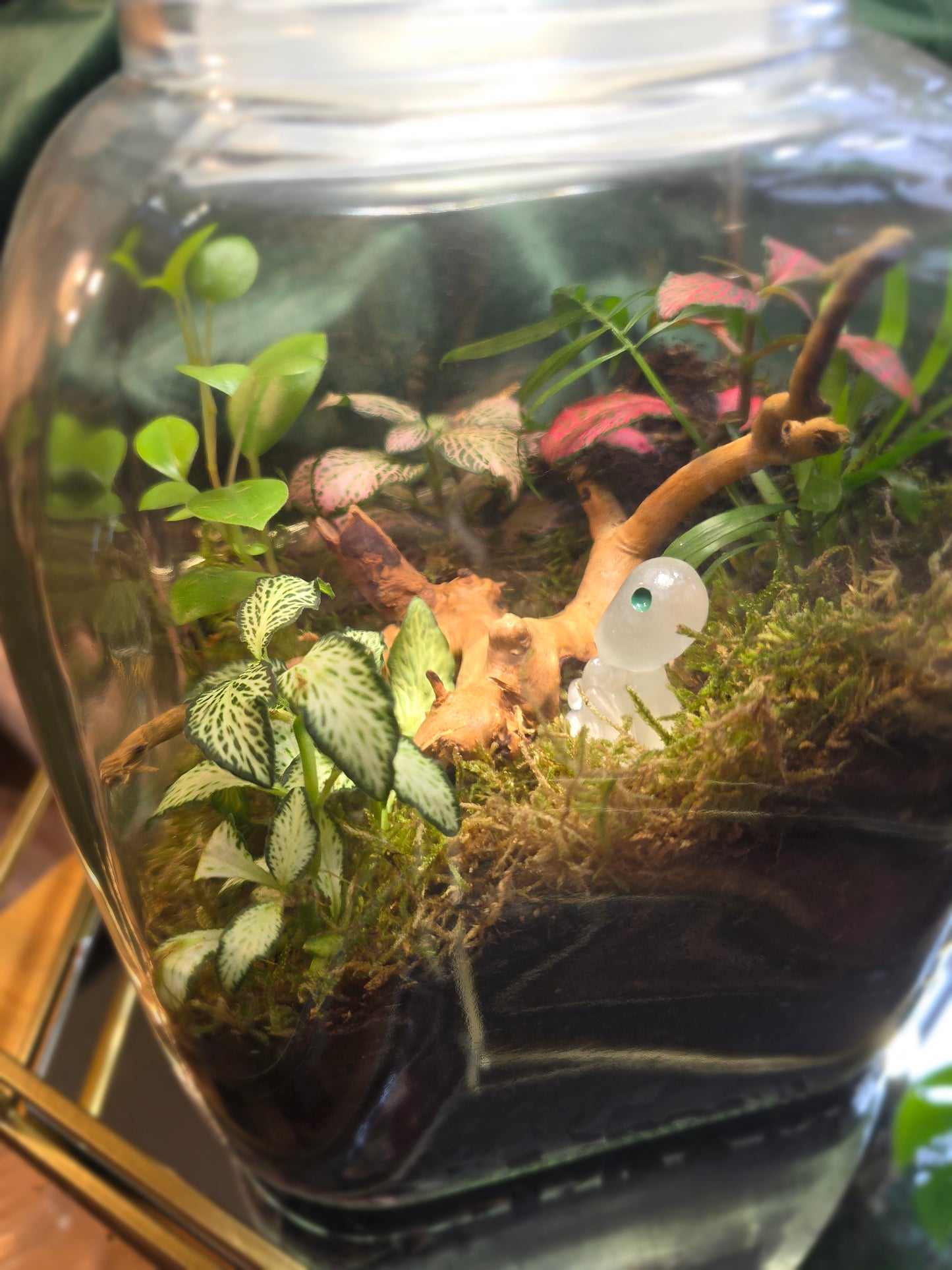 Cookie Jar Terrarium