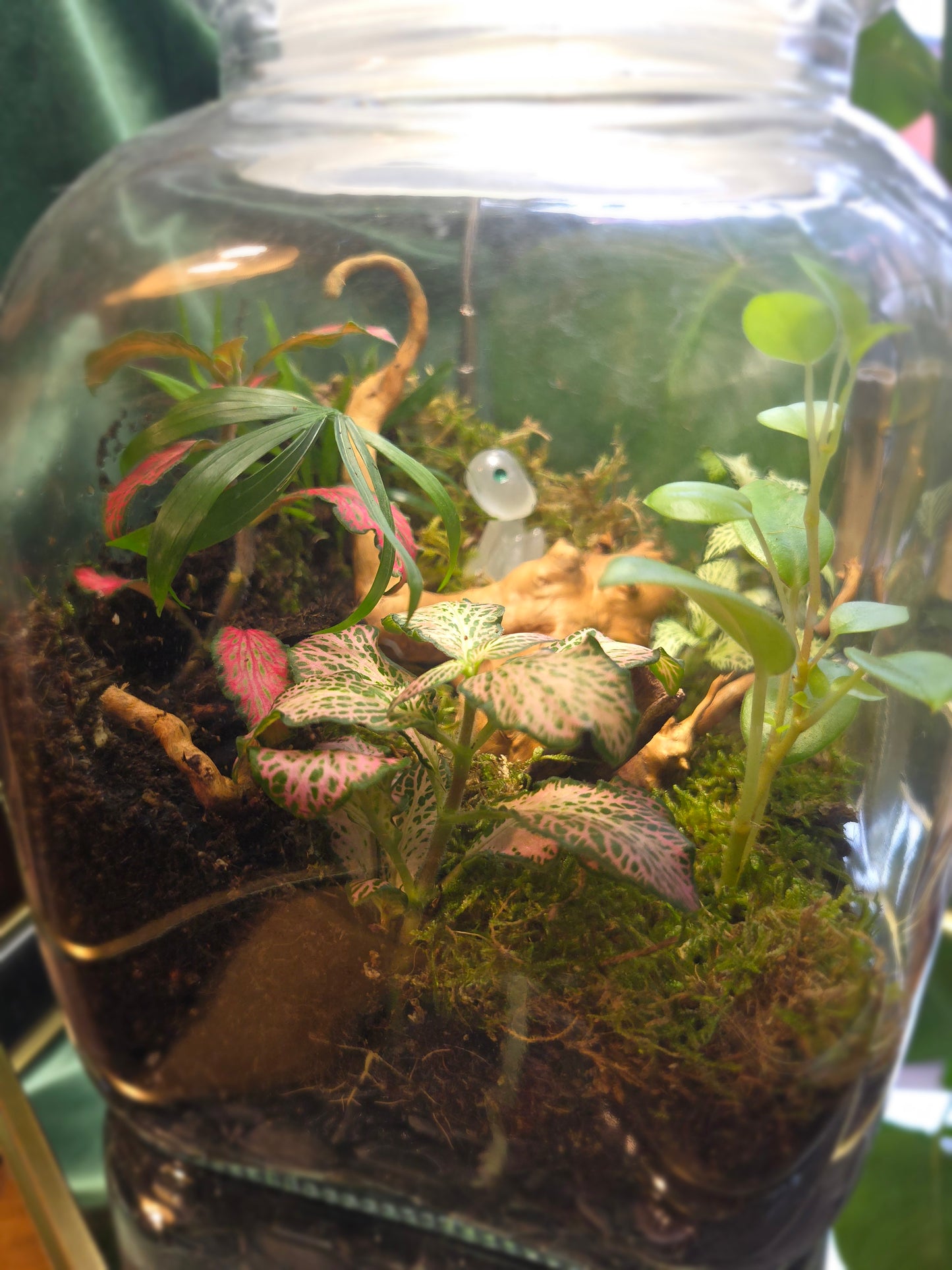 Cookie Jar Terrarium