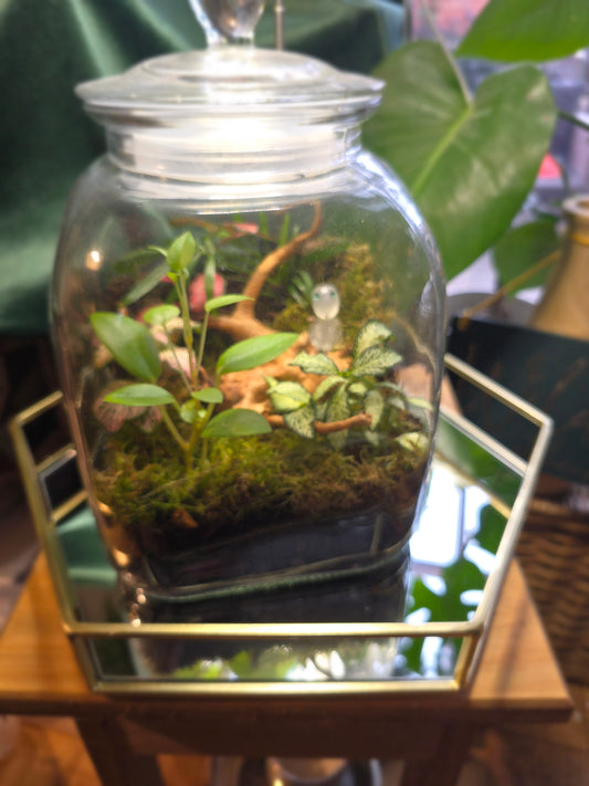 Cookie Jar Terrarium