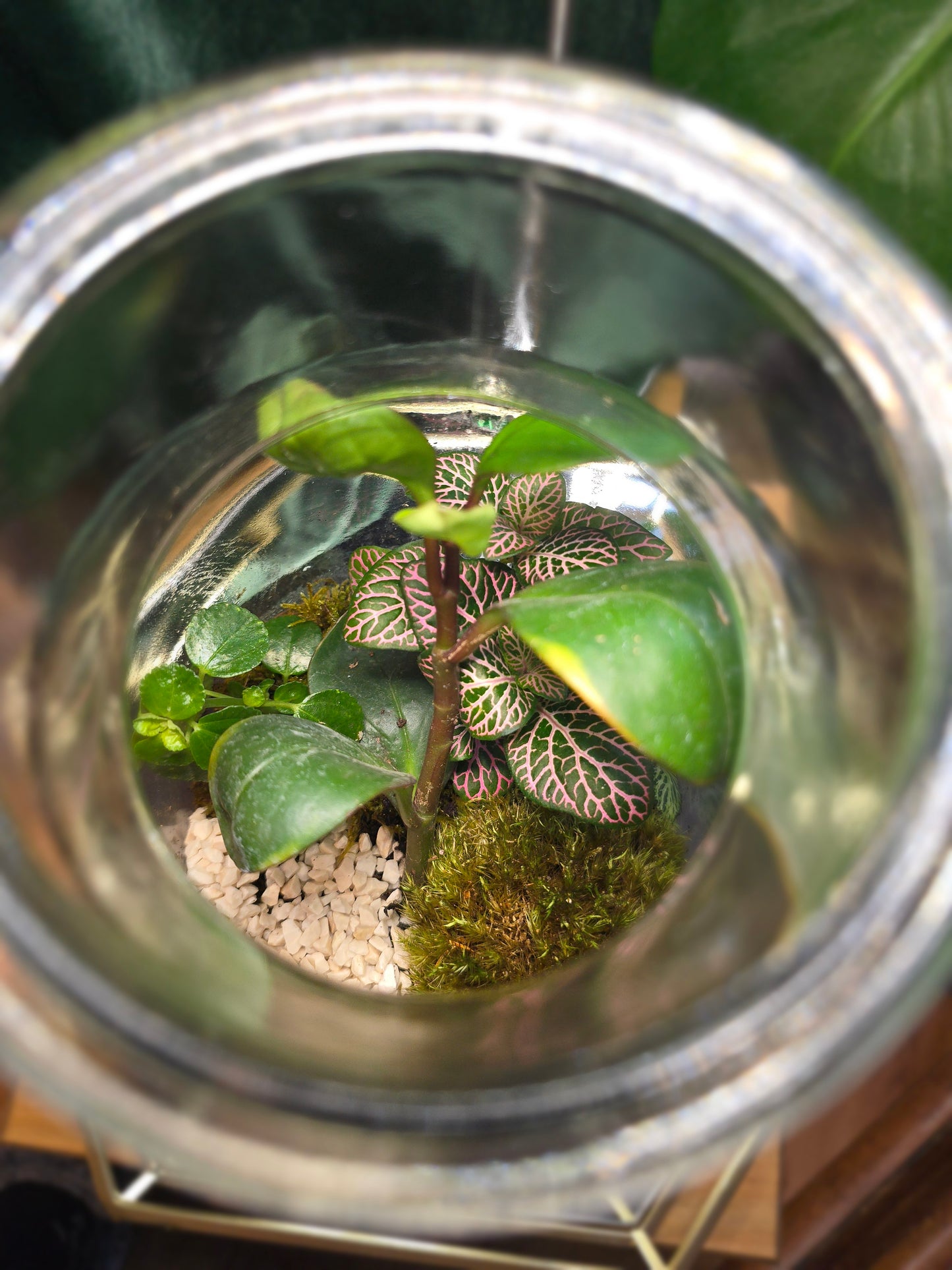 Terrarium