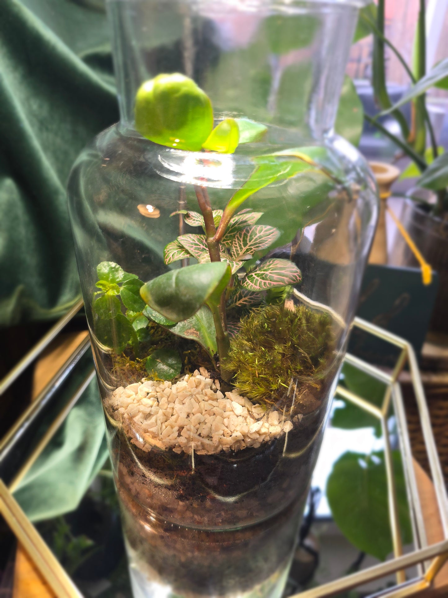 Terrarium