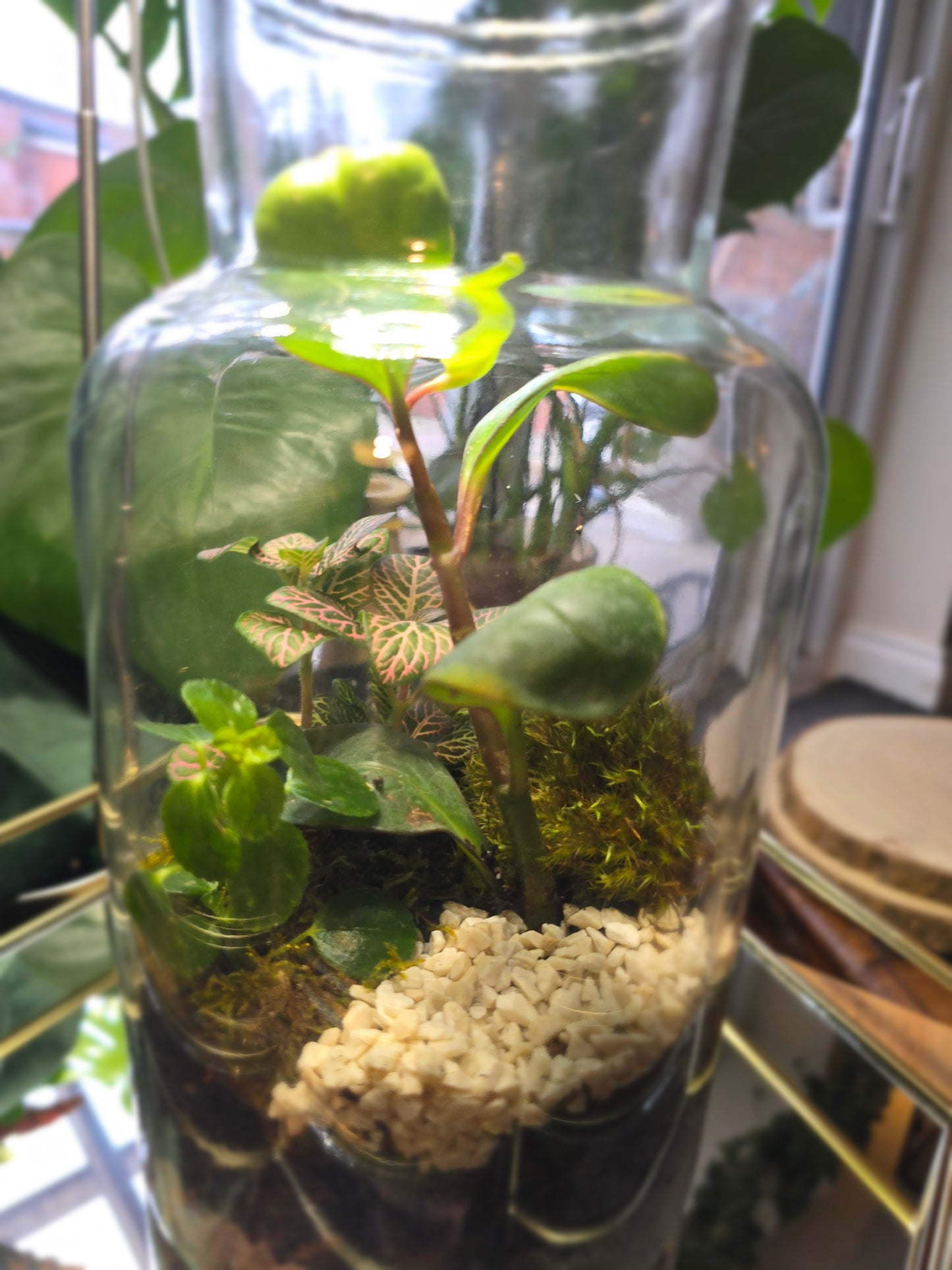 Terrarium