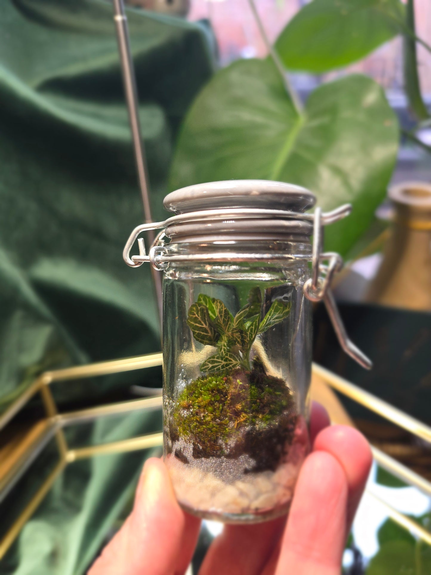 Spice Jar Terrarium