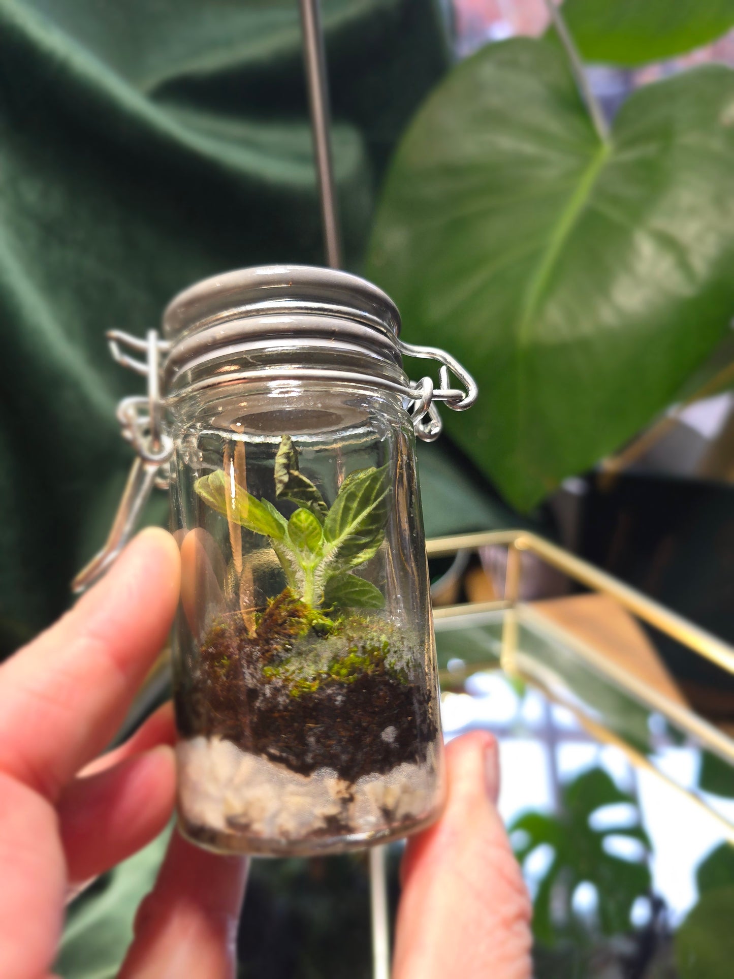 Spice Jar Terrarium