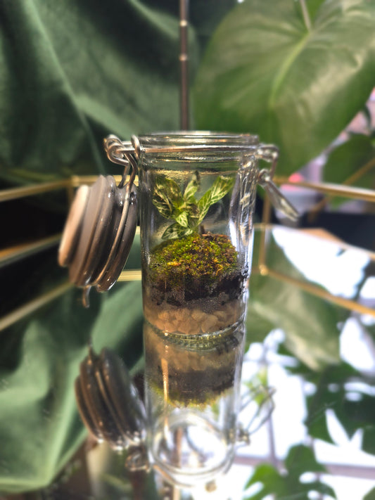 Spice Jar Terrarium