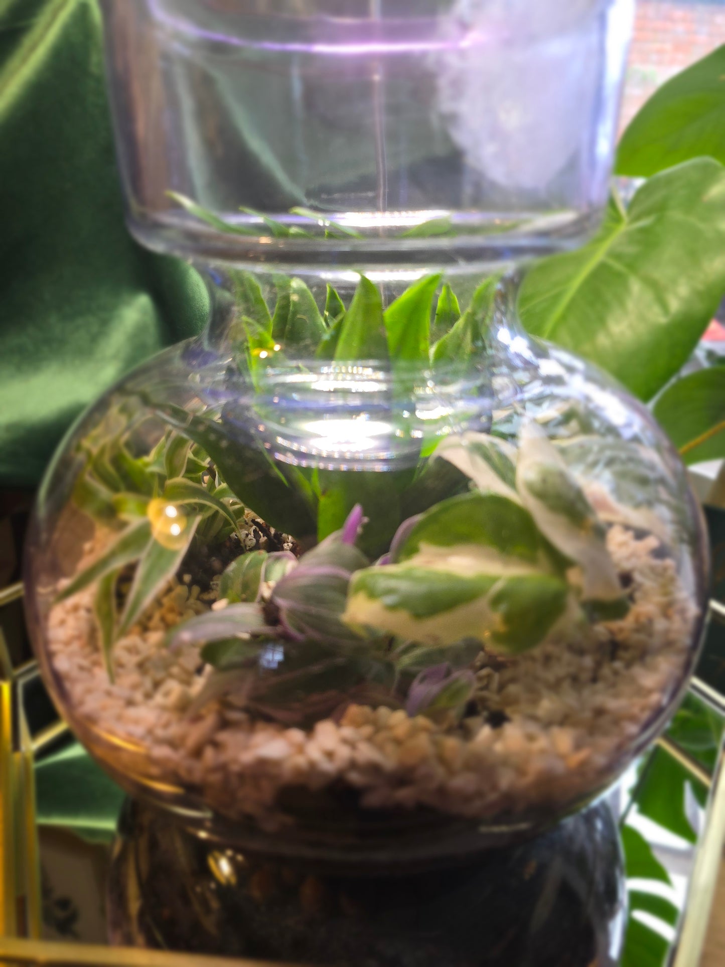 Open Terrarium