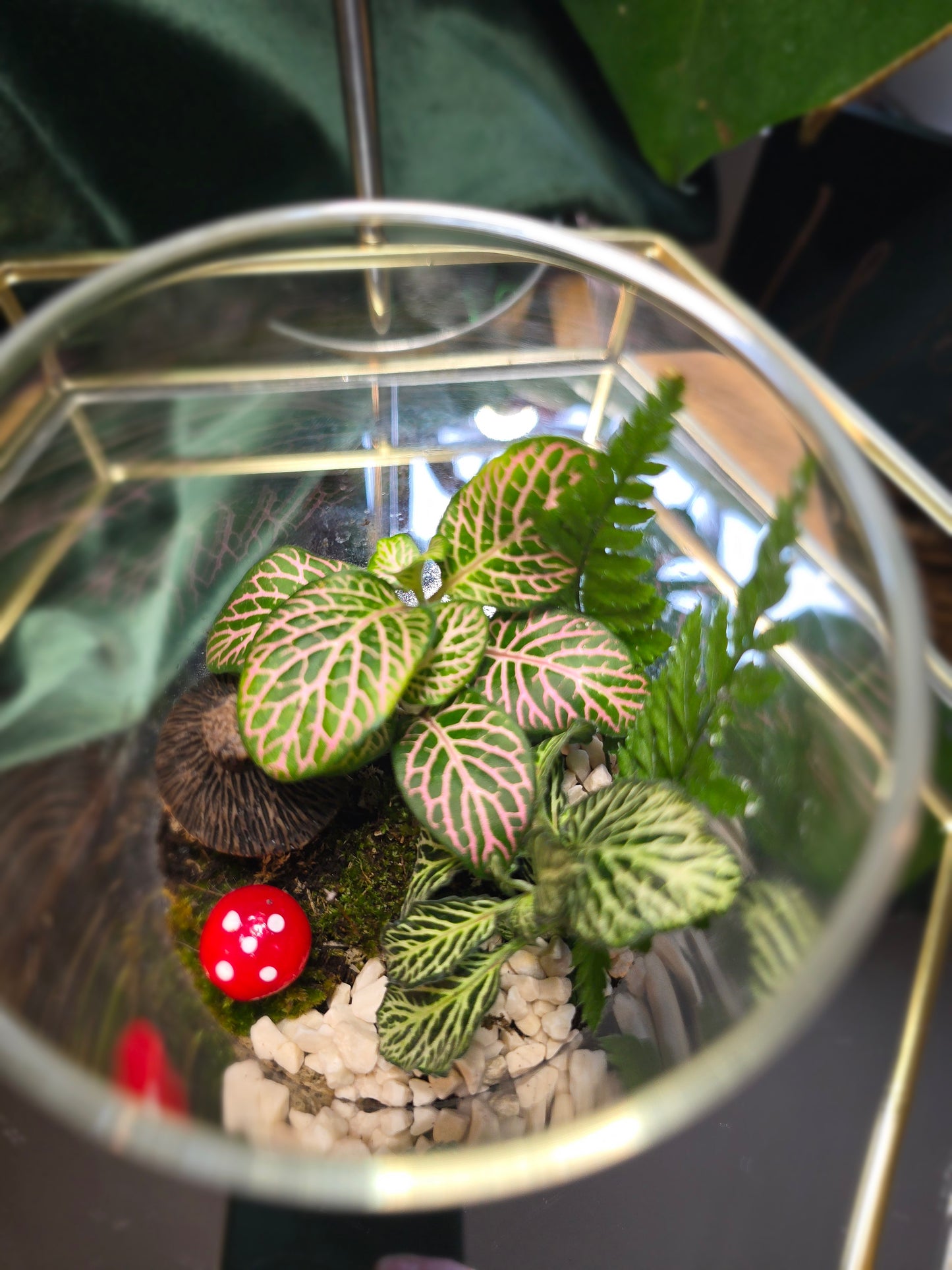 Small Closed Cork lid Terrarium