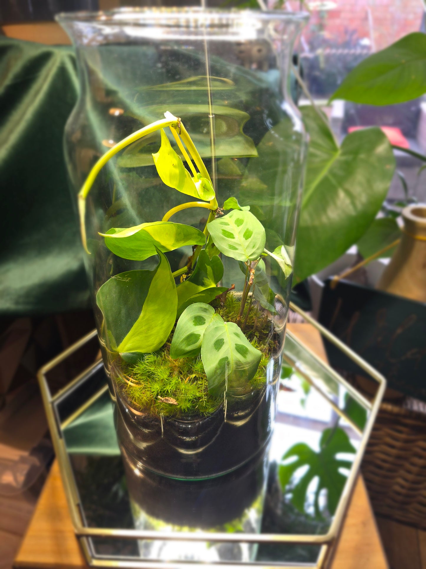 Tall Closed Terrarium