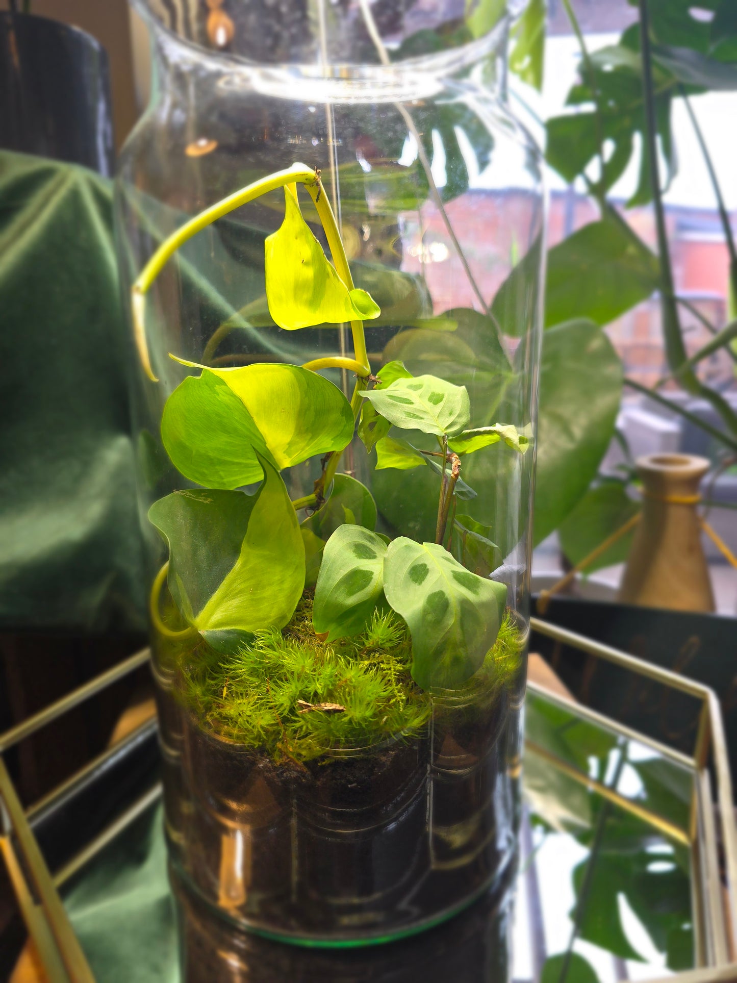 Tall Closed Terrarium