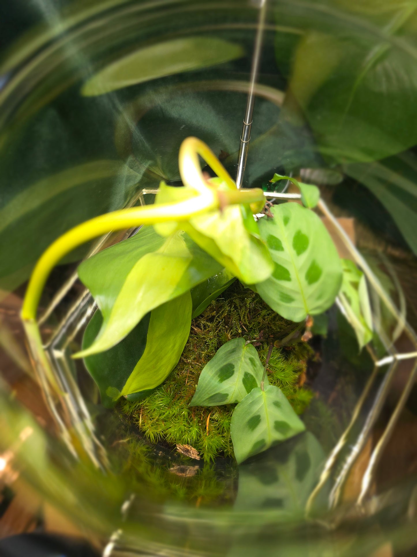 Tall Closed Terrarium