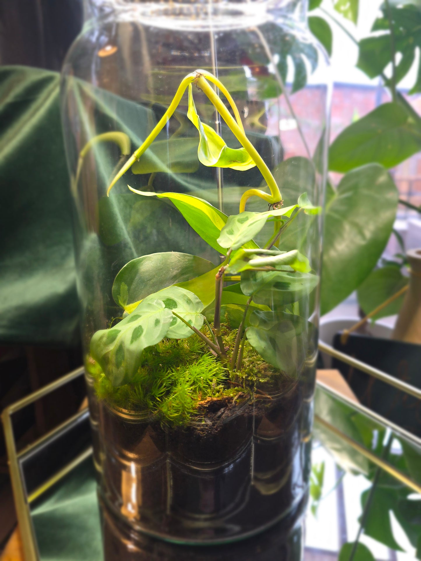 Tall Closed Terrarium