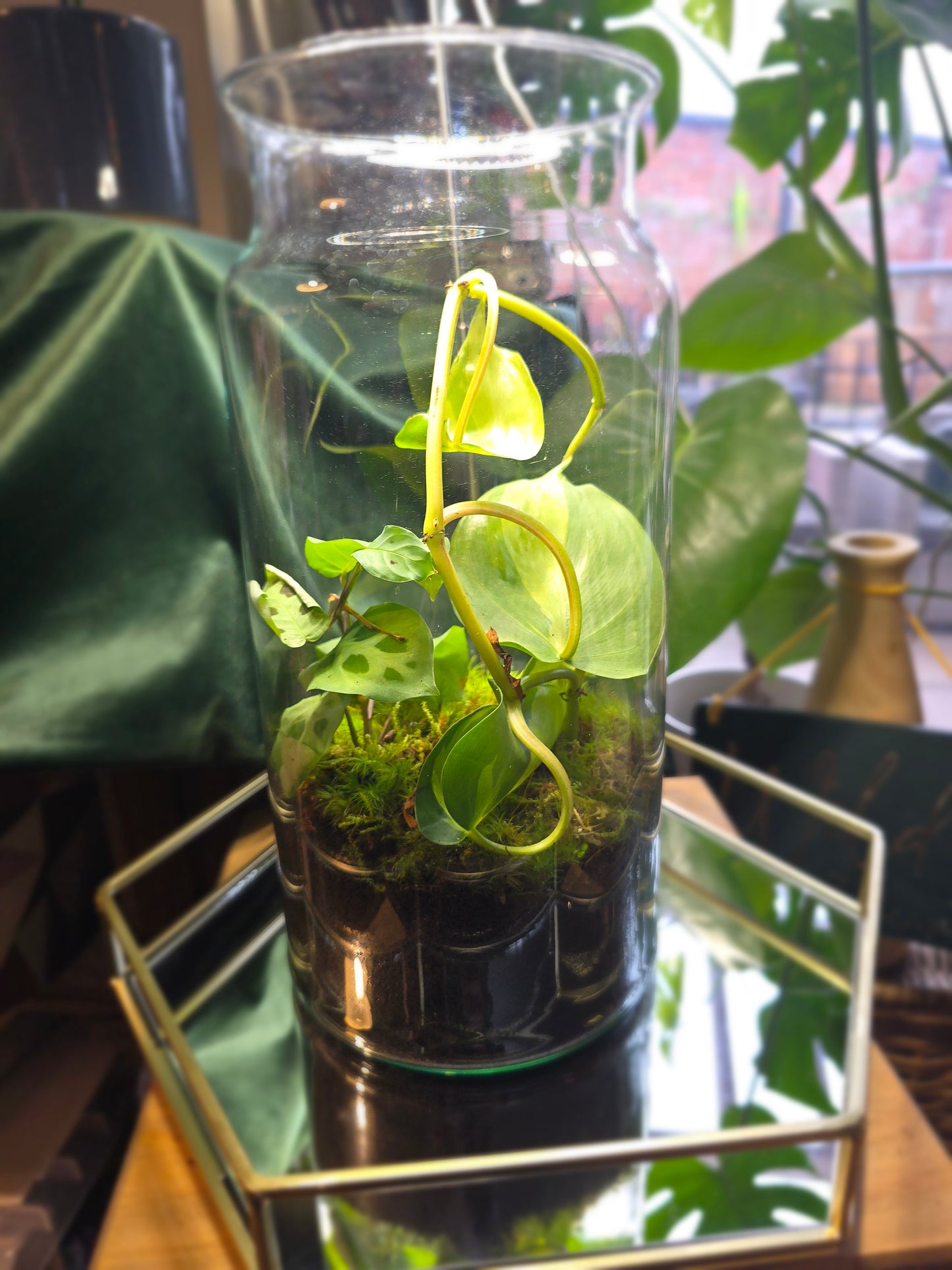 Tall Closed Terrarium